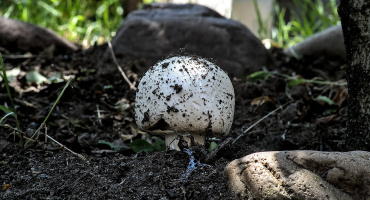 funghi 2026.02 dt