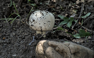 funghi 2026.03 dt