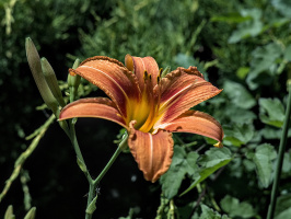 lilium 2026.06 dt