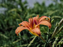 lilium 2026.07 dt