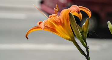lilium 2026.08 dt