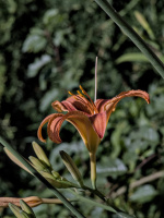 lilium 2026.09 dt