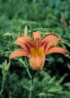 lilium 2026.10 dt