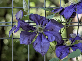 clematis 2026.06 dt
