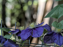 clematis 2026.07 dt