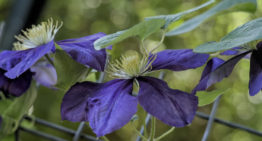 clematis 2026.08 dt