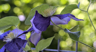 clematis 2026.09 dt