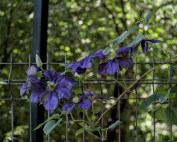 clematis 2026.10 dt