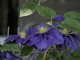 clematis 2026.11 dt