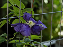 clematis 2026.12 dt