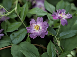rosa 2026.03 dt m1mII