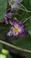 rosa 2026.05 dt m1mII