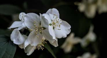 philadelphus 2026.11 dt