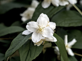 philadelphus 2026.10 dt