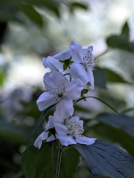 philadelphus 2026.12 dt