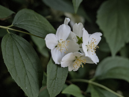 philadelphus 2026.13 dt