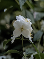 philadelphus 2026.14 dt