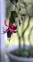 fuchsia hybrida 2026.01 dt