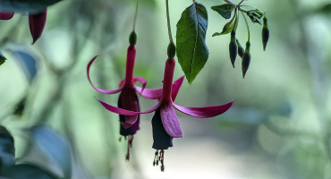 fuchsia hybrida 2026.02 dt