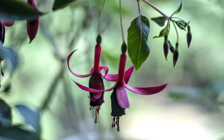 fuchsia hybrida 2026.03 dt
