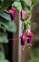 fuchsia hybrida 2026.04 dt
