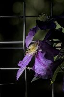 clematis 2026.13 dt