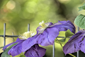 clematis 2026.14 dt