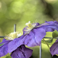 clematis 2026.14 dt