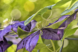 clematis 2026.15 dt