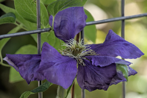 clematis 2026.16 dt