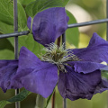 clematis 2026.16 dt