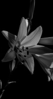 lilium 2026.11 dt bw