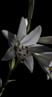 lilium 2026.11 dt