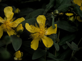yellow 2026.07 dt