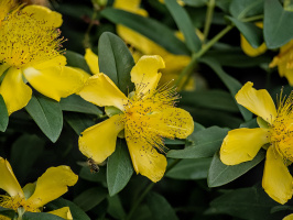 yellow 2026.08 dt