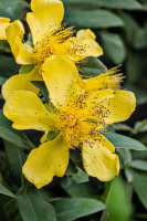 yellow 2026.09 dt