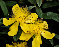yellow 2026.10 dt