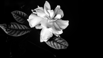 gardenia 2026.01 dt bw