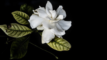 gardenia 2026.01 dt