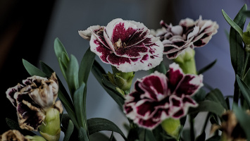 dianthus 2026.01 dt