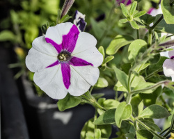 petunia 2026.10 dt