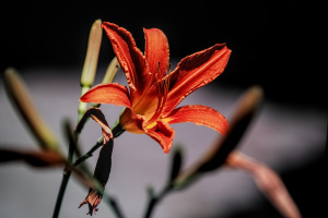 lilium 2026.12 dt sd1