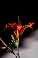 lilium 2026.13 dt sd1
