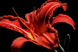lilium 2026.14 dt sd1