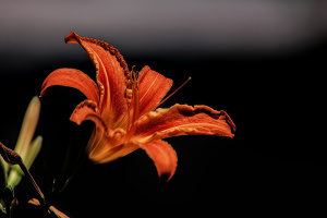 lilium 2026.15 dt sd1
