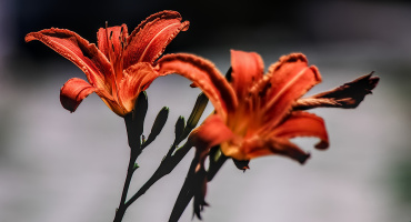 lilium 2026.16 dt sd1