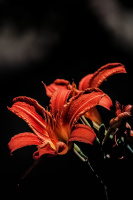 lilium 2026.17 dt sd1 (1)