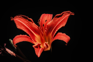 lilium 2026.18 dt sd1