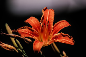 lilium 2026.19 dt sd1