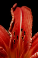 lilium 2026.20 dt sd1